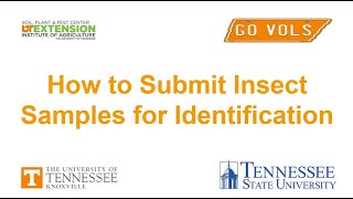 How to Submit Insect Samples for Identification