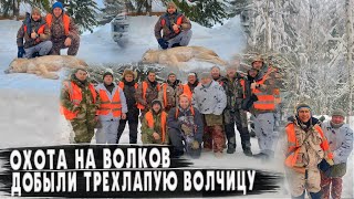 Охота на Волков. Добыли трехлапую волчицу.