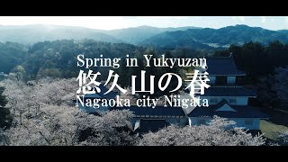 悠久山の春（蒼柴神社・2020パワースポット!!）新潟県長岡市