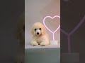 Puppy Dog lamps#trending #video