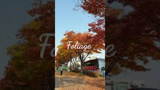 ఆకులు రాలె కాలంలో కొరియా ఇలా ఉంటుంది...| Foliage | South Korea | Sreedhar's View