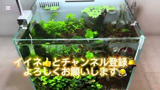 【アクアリウム】DOOA SYSTEM AQUA30水槽立ち上げ後55日🐟🌿