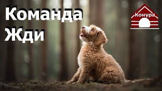 137. Учим щенка выдержке, упражнение на терпение. Команда Ждать