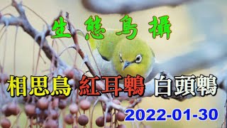 生態鳥攝相思鳥红耳鵯白頭鵯2022-01-30