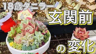 【多肉植物】2022.11.30 玄関前を紹介。イベントで購入したものや寄せ植え、父の多肉コレクションお見せします♪