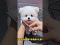 Mini Pomeranian Dog - Funny And Cute  Pomeranian Videos | Funny Puppy Videos #10