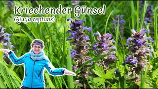 Kriechender Günsel (Ajuga reptans) - Artenporträt: Merkmale | Ökologie | Wissenswertes