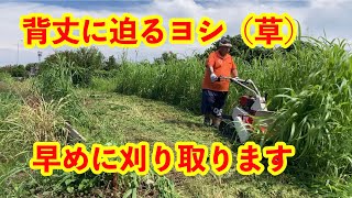 2022/08/28 昼から背丈に迫るヨシを刈ります