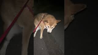 チャムの夜のお勤め【ギリギリモザイク編】#約束の時まで柴犬と #あるじのステップ #僕とこむぎと三浦半島＃海辺の犬＃もちごめ#しばワンコ生活#柴犬スティーブ#柴犬福#柴犬リンゴ郎 #柴犬 #今年もよろ