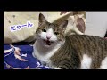 【元野良猫🐱】猫が歌う⁉️必死な飼い主が面白すぎるwww【爆笑】