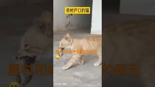 農村戶口和城市戶口的猫🐈都不一樣😄