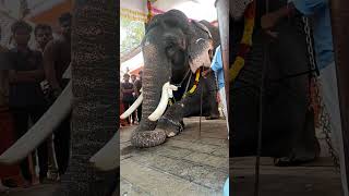 Royal Majestic tusker-Thrikkadavoor Sivaraju-with  10.2 feet he is one of the tallest-plz subscribe