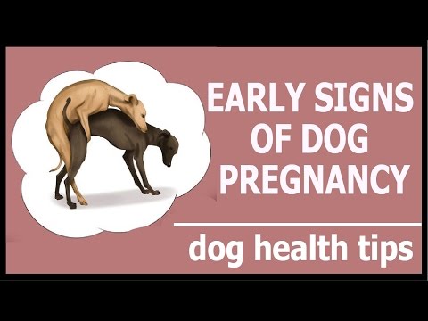 Early signs of dog pregnancy- How to Tell if your Dog Is Pregnant ? dog health tips Early signs of dog pregnancy- How to Tell if your Dog Is Pregnant ? dog health tips