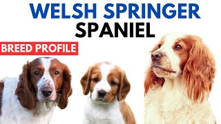 Welsh Springer Spaniel Breed Profile History - Price - Traits - Grooming Needs - Lifespan