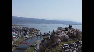 諏訪湖のほとり:花岡城跡の桜(長野県岡谷市)