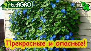 ТОП-10 РАСТЕНИЙ-АГРЕССОРОВ по мнению зрителей Ивановой Науки. Опасайтесь сажать, как побороть.