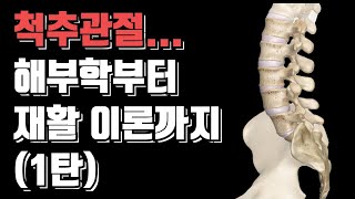 척추관절의 해부학과 재활 이론 파헤칩니다(1탄 - 해부학편).