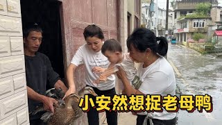 梦妍带舅妈到处找土鸡土鸭，小安然都想捉老鸭，她的胆子太大了