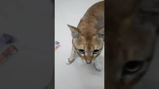 പൂച്ച നമ്മൾ ഉദ്ദേശിച്ച ആൾ അല്ല സാർ #cat #catlover #cats #pet #entertainment #shorts #trending