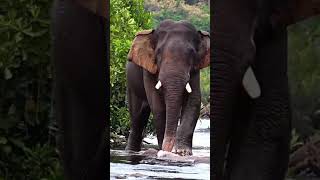 പുഴ കടക്കാൻ ന്നിൽക്കുന്ന കൊമ്പൻ  #shorts #shortsfeed #elephant #nature #animals #wildlife #trending