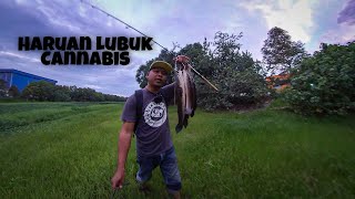 Menggasak Haruan@Gabus Saiz Idaman - KDS#26 - Strike Bertubi Tubi