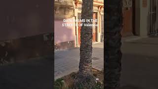 Surprising non-native palms are Valencia icons? Learn how they got here in complete wide screen vid