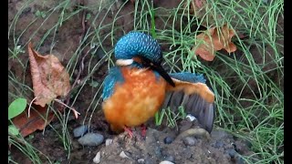 カワセミ狛江地区お父さん復路 2024 10 31 #カワセミ #野鳥 #birds #wildlife #nature #自然観察ぶらり散歩