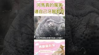 連河馬都有牙醫了，還挺厲害！#animals #hippo #shorts