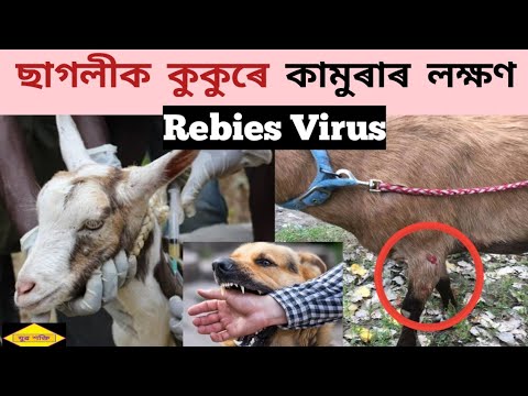 ছাগলীক কুকুৰে কামুৰাৰ পিছত কি হয় চাওঁক😲৷৷ ছাগলীৰ Rabies Virus || Assam ...