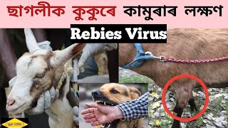 ছাগলীক কুকুৰে কামুৰাৰ পিছত কি হয় চাওঁক😲৷৷ ছাগলীৰ Rabies virus || Assam goat farming.. #rabiesvirus