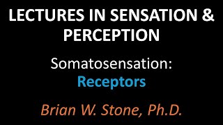 Sensation and Perception - Somatosensation Pt1 - Receptors