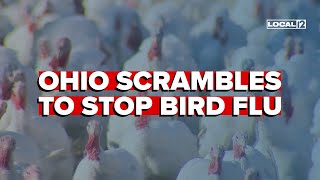 Ohio battles spread of bird flu to avoid potential environmental impact, rising prices