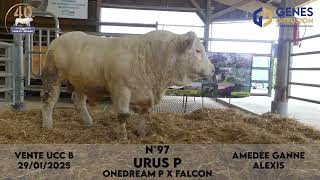 Taureau N°97 URUS P - AMEDEE GANNE ALEXIS - ONEDREAM P x FALCON