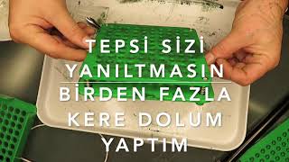 spirulina kapsül nasıl yapılır.