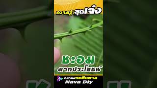 ชะอม ผักพื้นบ้าน แนะให้กินเพราะแบบนี้ | Nava DIY