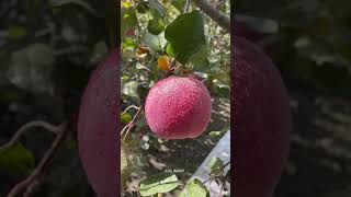 Farm Fresh Fruit Cutting Skill - Oddly satisfying video (Amazing fruit) 🍉🍑🍓 #Shorts #fruit #806