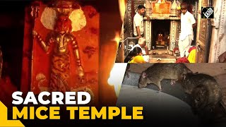 This 600-year-old temple in Bikaner is house to thousands of mice, revered as ‘Kabhas’