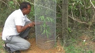 Save Environment - Plant Trees/গাছ লাগান পরিবেশ বাঁচান (With English Subtitle)