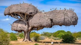 8 MOST AMAZING BIRD NESTS IN THE WORLD