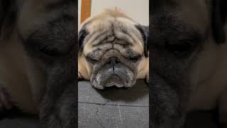 #pug #パグ #寝るよ