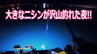 【北海道石狩湾・小樽釣り】小樽港はデカニシンが始まった!!　2023.12.3（ニシン、夜釣り、投光器、サビキ、自動シャクリ機、北国の生活）