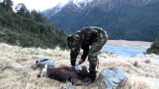 Ahuriri Chamois \u0026 Tahr hunt New Zealand