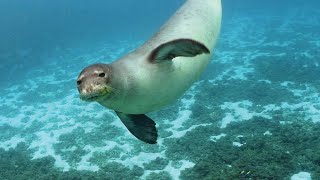 Η Μεσογειακή Φώκια - The Mediterranean Monk Seal