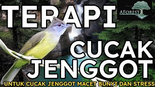 Terapi Cucak Jenggot Macet Bunyi Dan Stres | Suara Burung Dan Suara Air