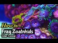 How To Frag Zoanthids