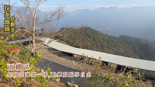 採茶媽媽景觀茶園,露營區 分區簡介