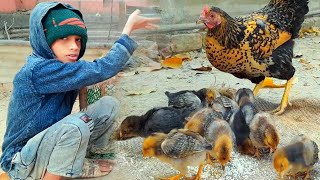 desi murgi farm in village 🐓 desi murgi bacha palan