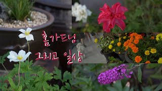 아이란Vlog #22 홈가드닝 그리고 일상