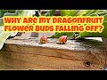 Why do Dragon Fruit Buds turn Yellow and Fall Off? Get more Fruit! Dragon Fruit Tips and Tricks EP 5