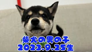 ペットプラザ広島祇園店　柴犬　2307807